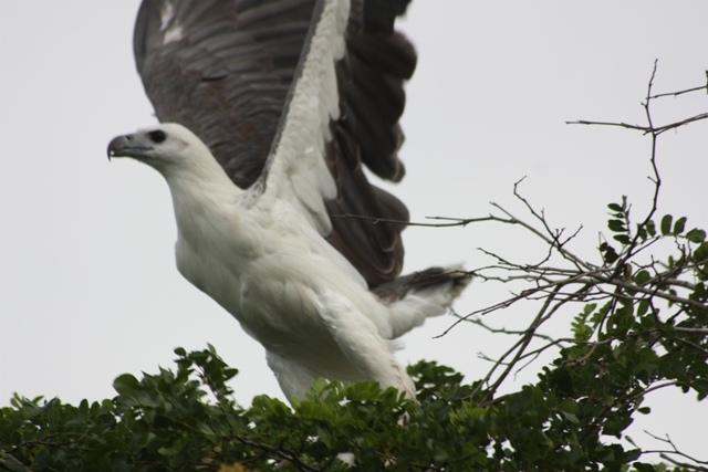 White beliied sea eagle
