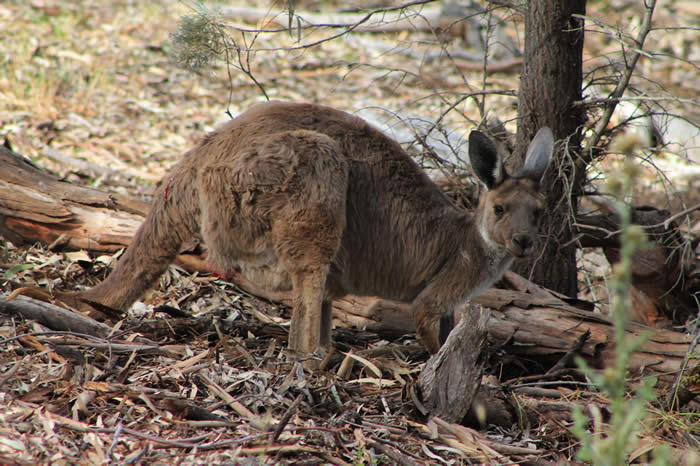 Flinders Ranges kangaroo