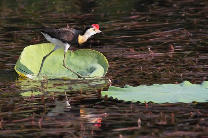 Comb Crested Jacana. Photo by Meredith Mooi