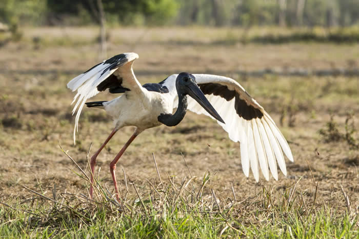 Jabiru photo by Andrew Goodall of Natures Image Photography