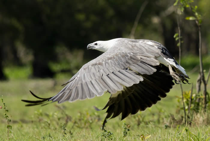 White Bellied Sea- Eagle. Photo by Andrew Goodall