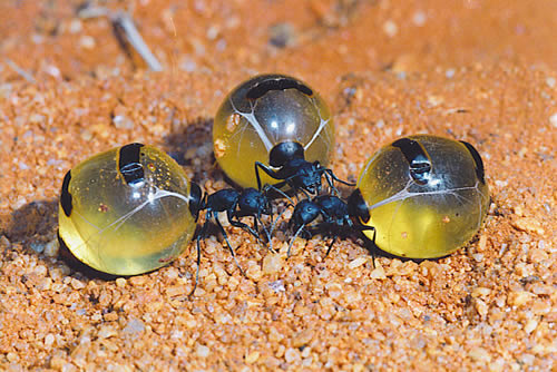 Honey Ants, Central Australia