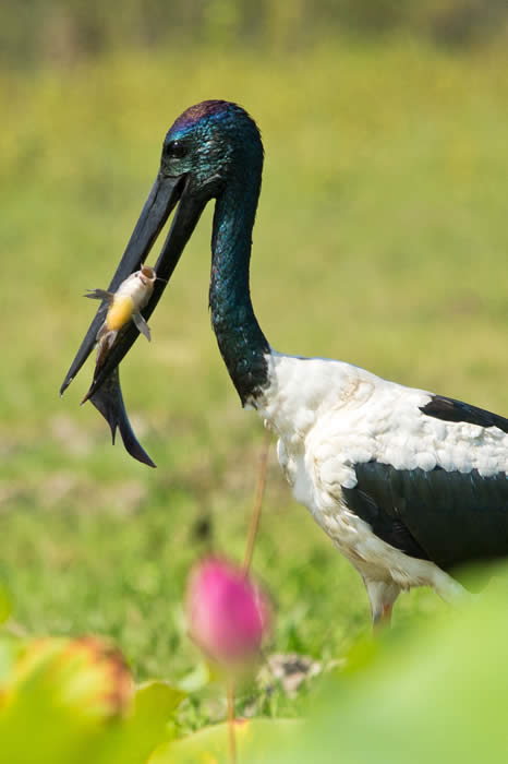 Jabiru at Yellow Waters. Photo by Andrew Goodall of Natures Image Photography