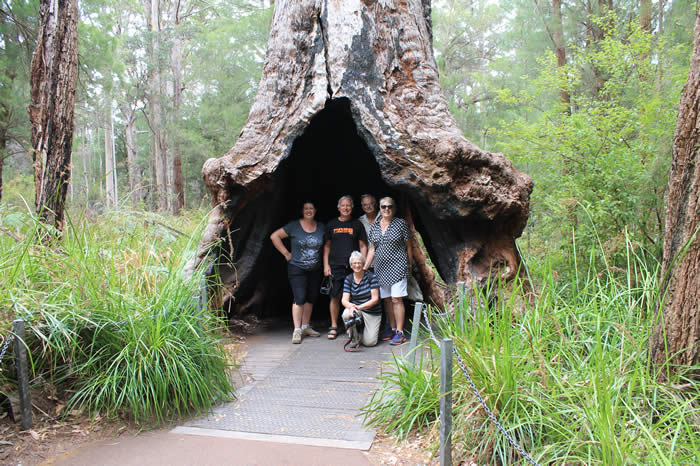 Valley of the Giants at Walpole