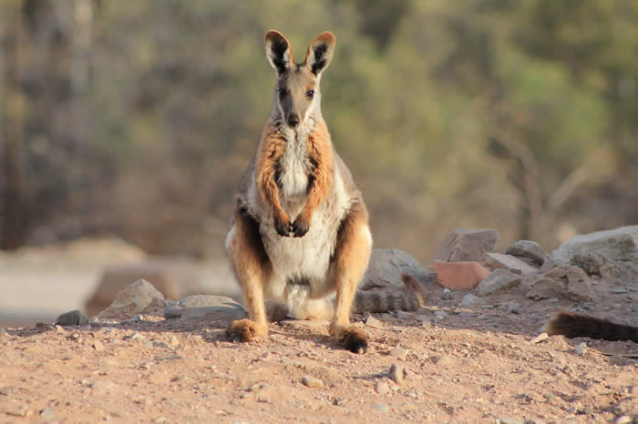 Yellow footed rock wallaby in the Ikara Flinders Ranges