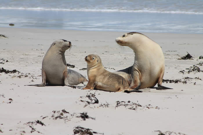 Australian sea-lions on Kangaroo Island
