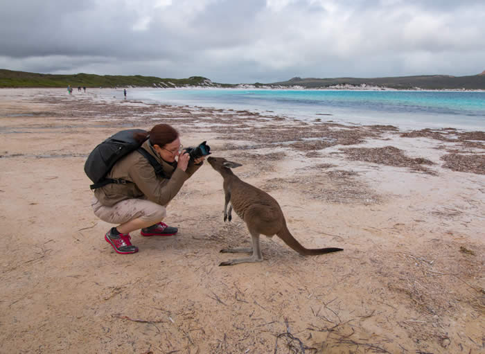 Kangaroo at Lucky Bay at Cape Le Grand NP. Photo courtesy of Narelle Jensen