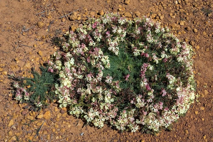 Wreath flower