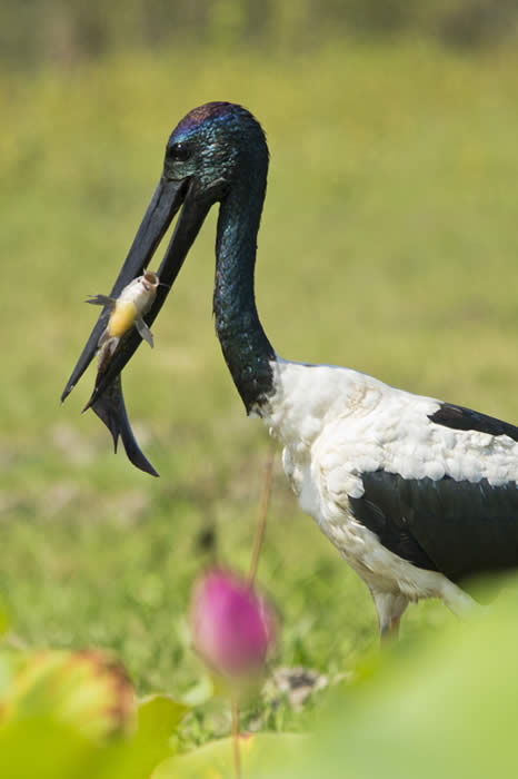 Jabiru at Yellow Waters in Kakadu. Photo by Andrew Goodall of Natures Image Photography