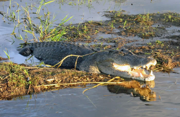Yellow Waters, Kakadu National Park - Saltwater Crocodile