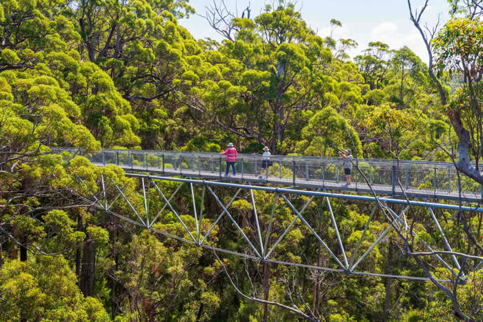 Valley of the Giants tree top walk. Photo by Corinne Bramwell