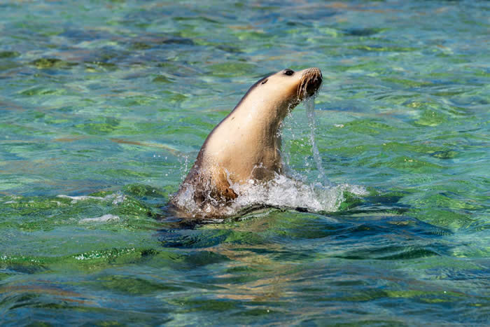 Sea Lion on the Eyre Peninsula. Photo by Corinne Bramwell