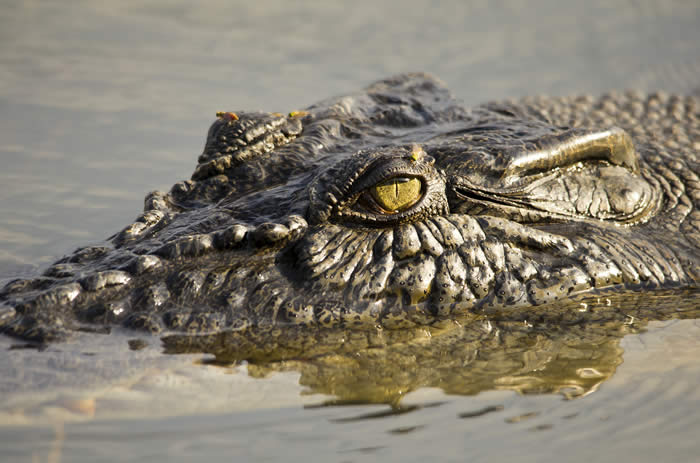 Esturaine Crocodile. Photo courtesy of Andrew Goodall
