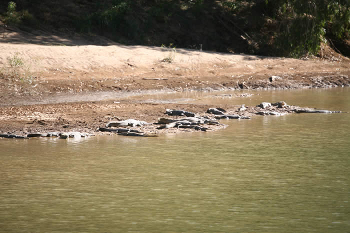 Freshwater crocodiles at Windjana Gorge