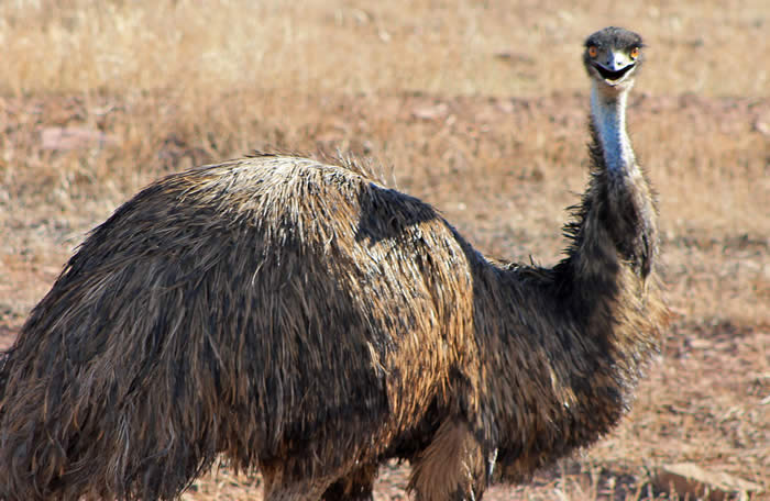 Emu in the Flinders Ranges