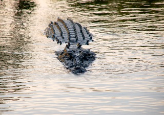 Estuarine Crocodile (saltie)