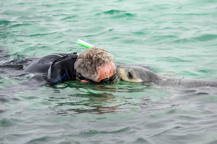Swimming with the Sea Lions. Photo courtesy of Andrew Goodall  