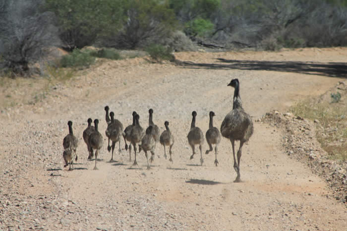 Emu family in the Flinders Ranges National Park