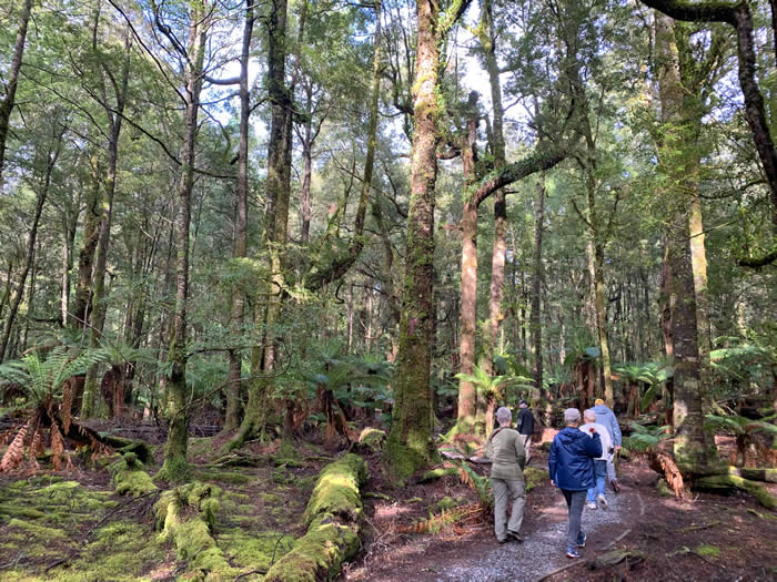 The Tarkine Wilderness