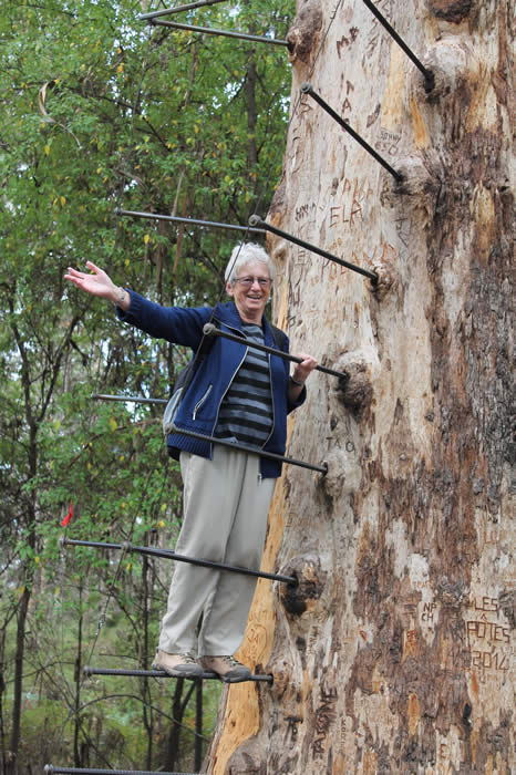 The Gloucester Tree