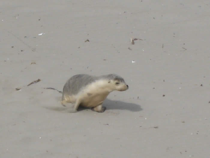 Seal Bay on Kangaroo Island