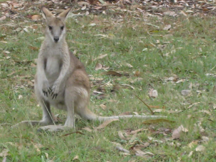 Wallaby in Kakadu