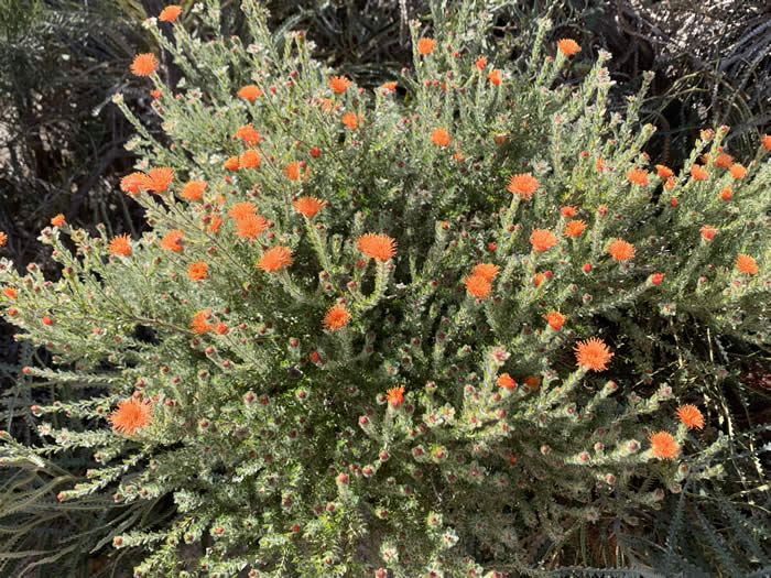 Western Australia wildflower tour