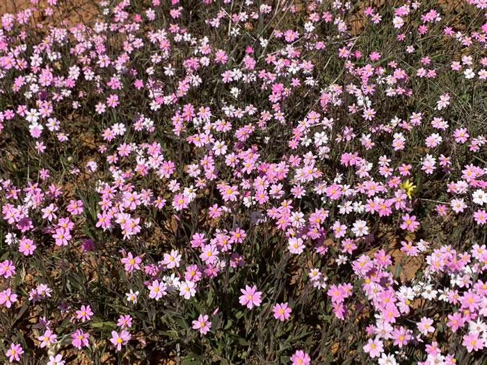 Wildflower photography