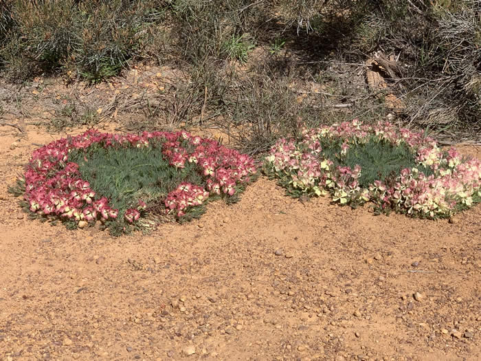 Wreath flower