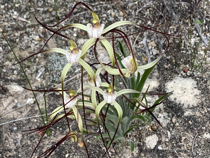 Spider orchids