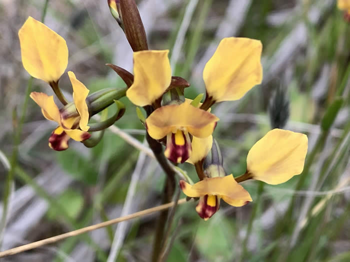 Donkey orchids