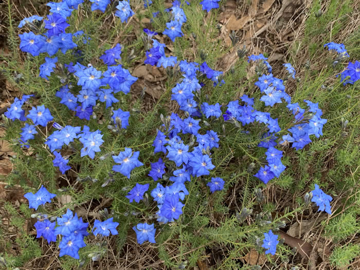 Blue Leschenaultia