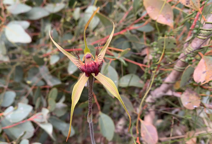 Spider orchid