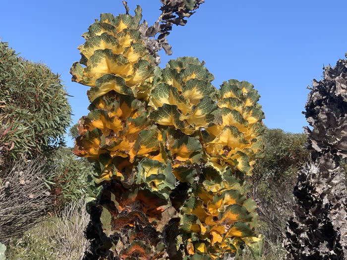 Royal Hakea