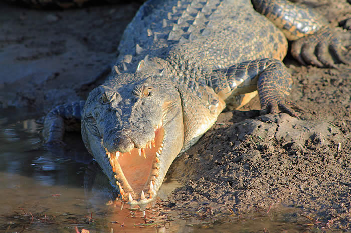 Kakadu crocodile