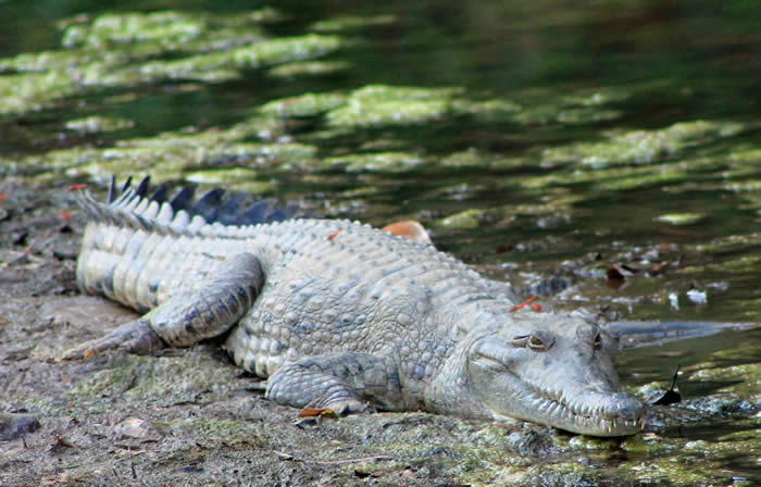 Freshwater Crocodile in Windjana Gorge