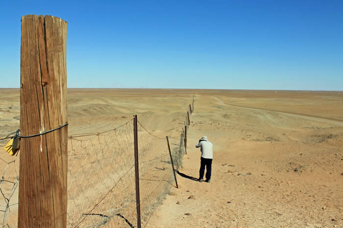 The Dog Fence