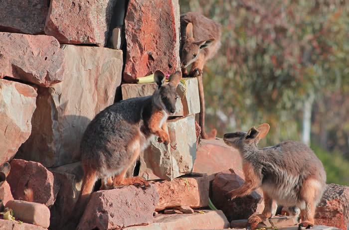 Yellow footed rock wallabies