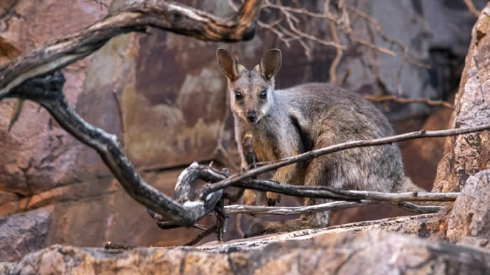 Black footed rock wallaby. Photo by Andrew Goodall