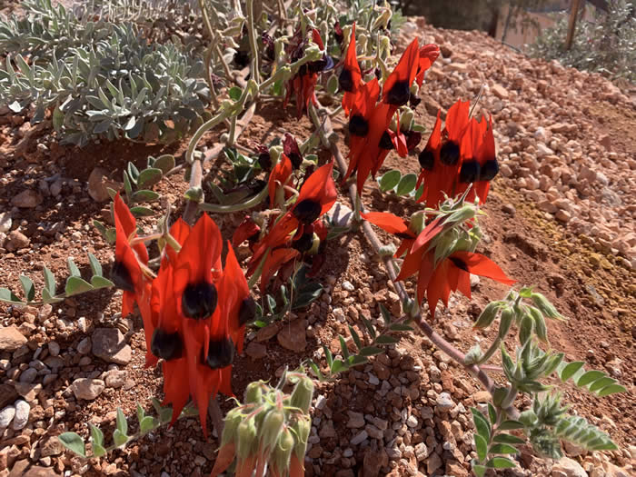 Sturts Desert Pea in Coober Pedy