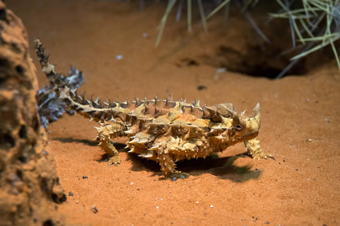 Thorny Devil