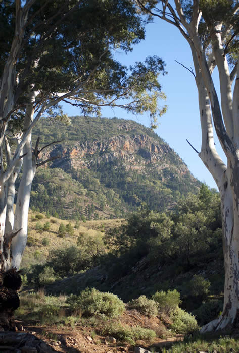 Brachina Gorge, Flinders Ranges National Park. Photo courtesy of the South Australian tourist commission