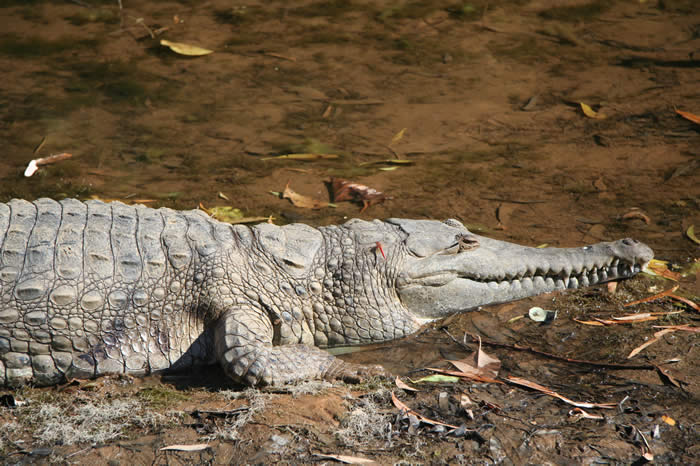 Freshwater Crocodile at Windjana Gorge