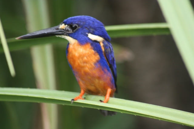 King fisher at Yellow Water