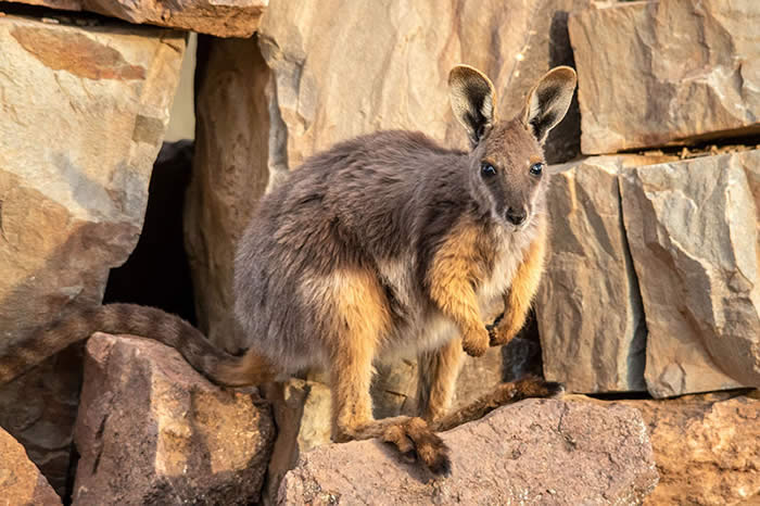 Yellow footed rock wallaby